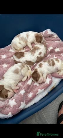 Cavalier King Charles Spaniel dogs - Advert 11