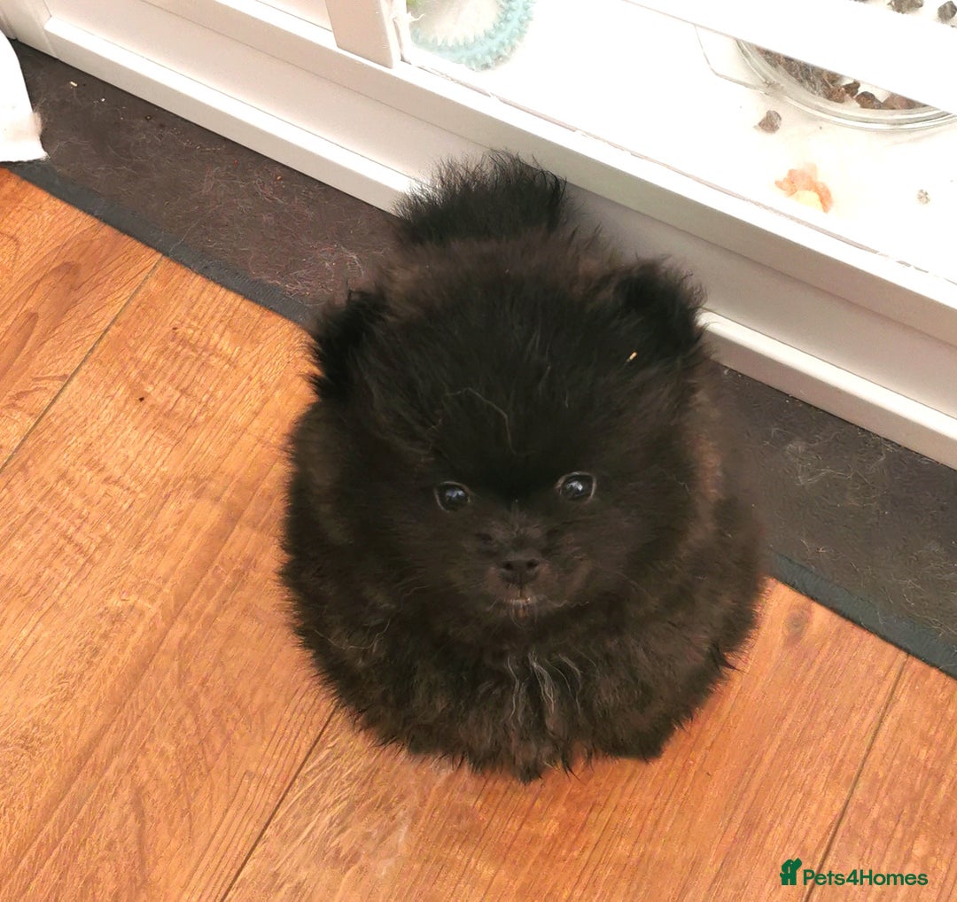 Pomeranian dogs for sale: Mini Pomeranians - Image 10