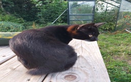 Mixed Breed cats for sale: Adorable domestic kitten with a unique stubby tail - Image 4