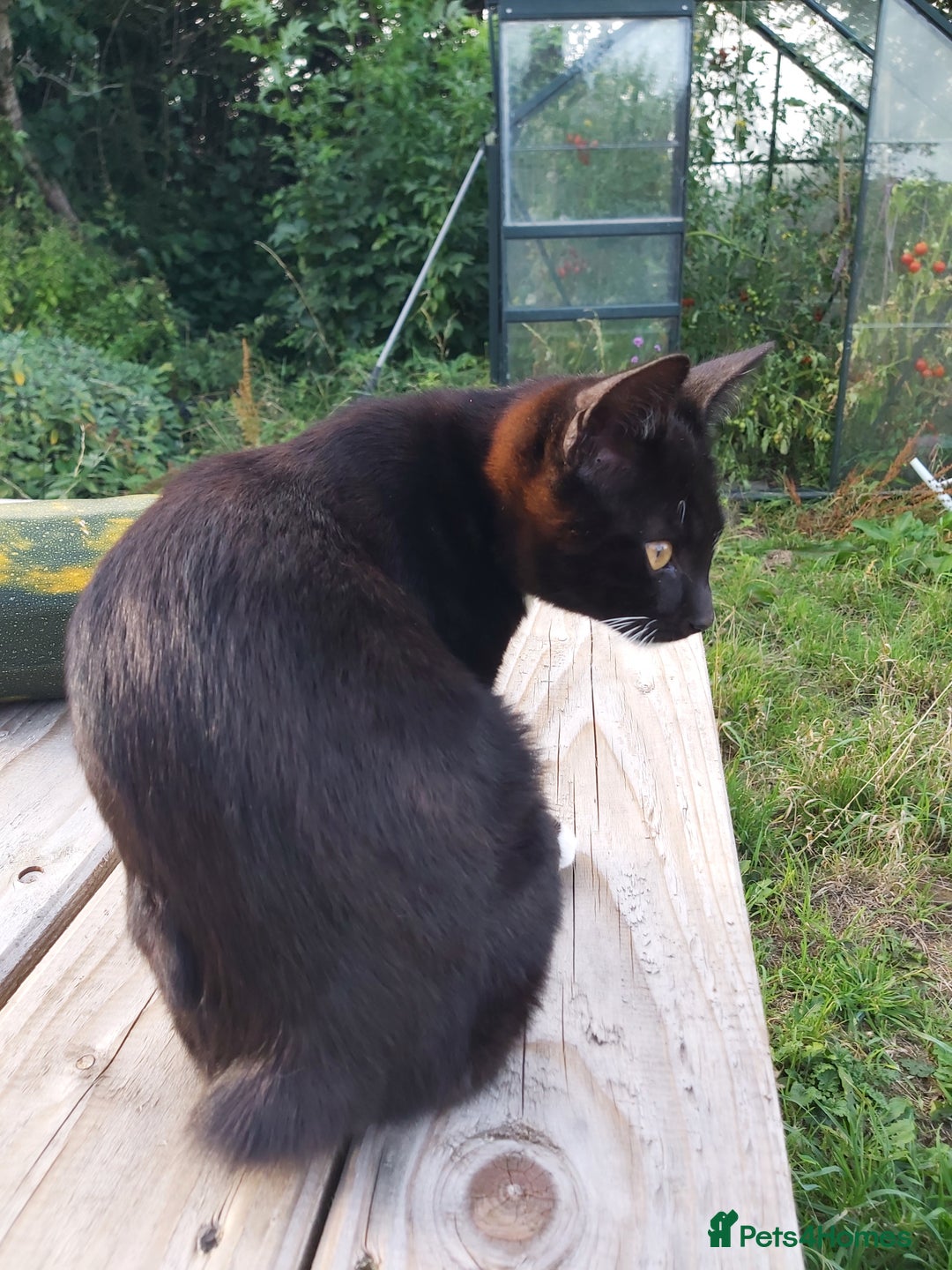 Mixed Breed cats for sale: Adorable domestic kitten with a unique stubby tail - Image 4