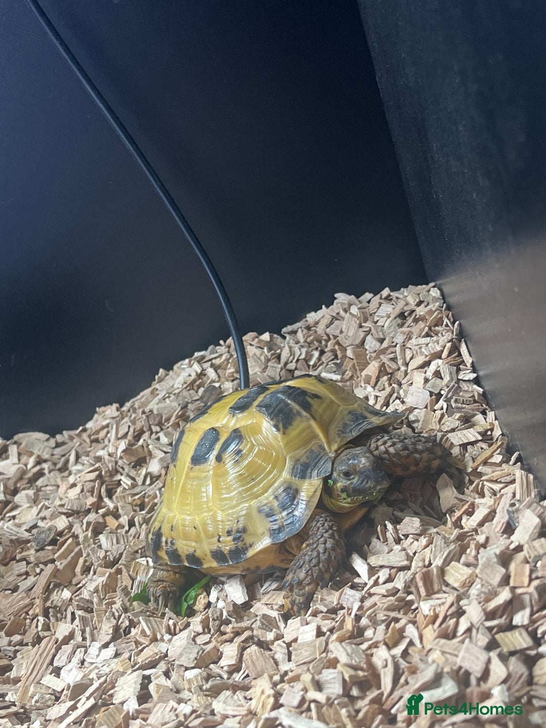 Tortoise reptiles for sale: 5 year old horsefield tortoise  - Advert 4