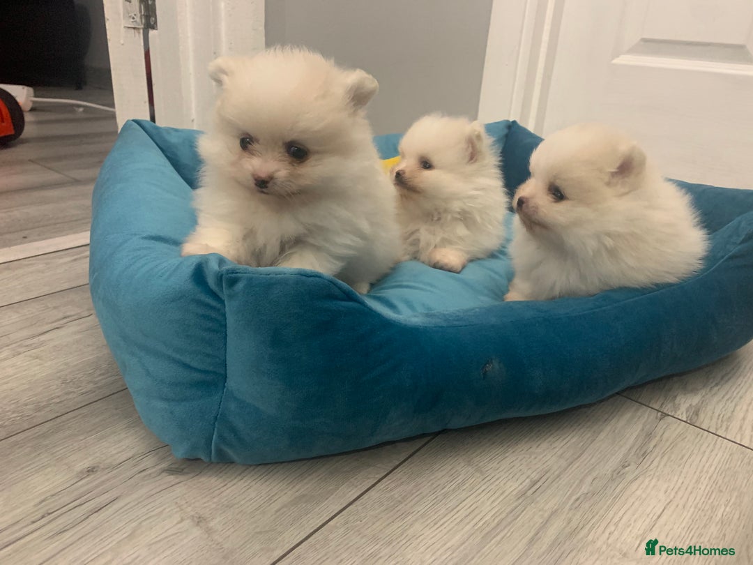 Pomeranian dogs for sale: Super cute white KC teddy bears  - Advert 5