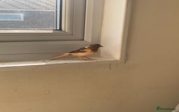 Canaries birds for sale: Harlequin canary  - Image 5