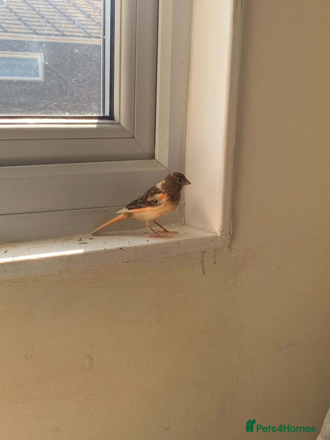 Canaries birds for sale: Harlequin canary  - Image 5