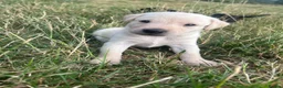 Labrador Retriever dogs for sale: KC Labrador puppies  - Advert 4
