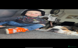 American Bulldog dogs for sale: american bulldog - Image 17