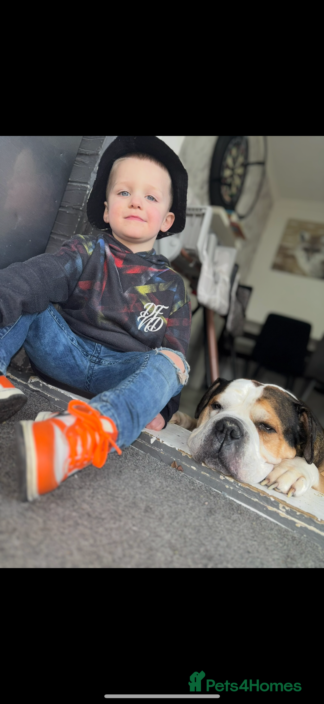 American Bulldog dogs for sale: american bulldog - Image 17