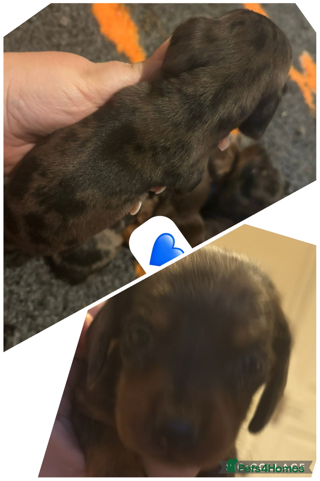 Dachshund dogs for sale: Miniature dachshund puppy’s for sale  - Image 5