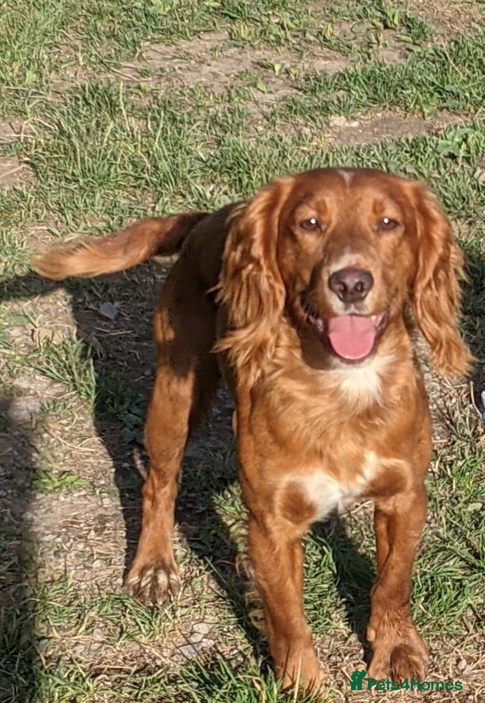 Cocker Spaniel dogs Working Cocker Stud in Pontypool - Advert 3