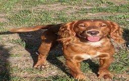 Cocker Spaniel dogs for stud: Working Cocker Stud in Pontypool - Image 1
