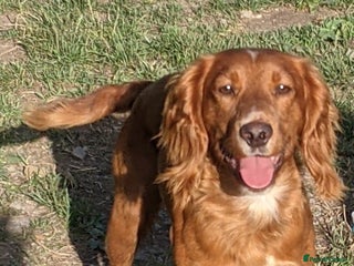 Cocker Spaniel dogs in Pontypool - Advert 7