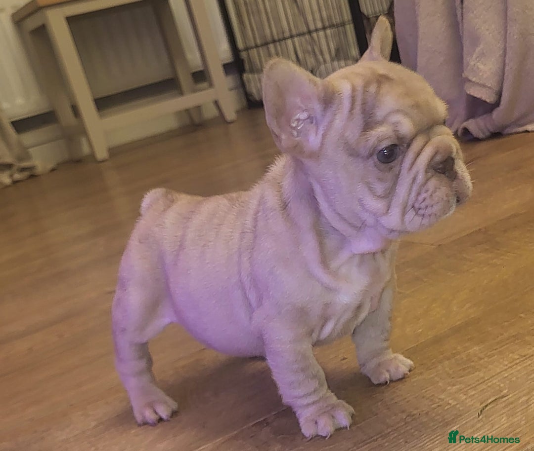 French Bulldog dogs for sale: stunning pups ready to leave  - Image 3