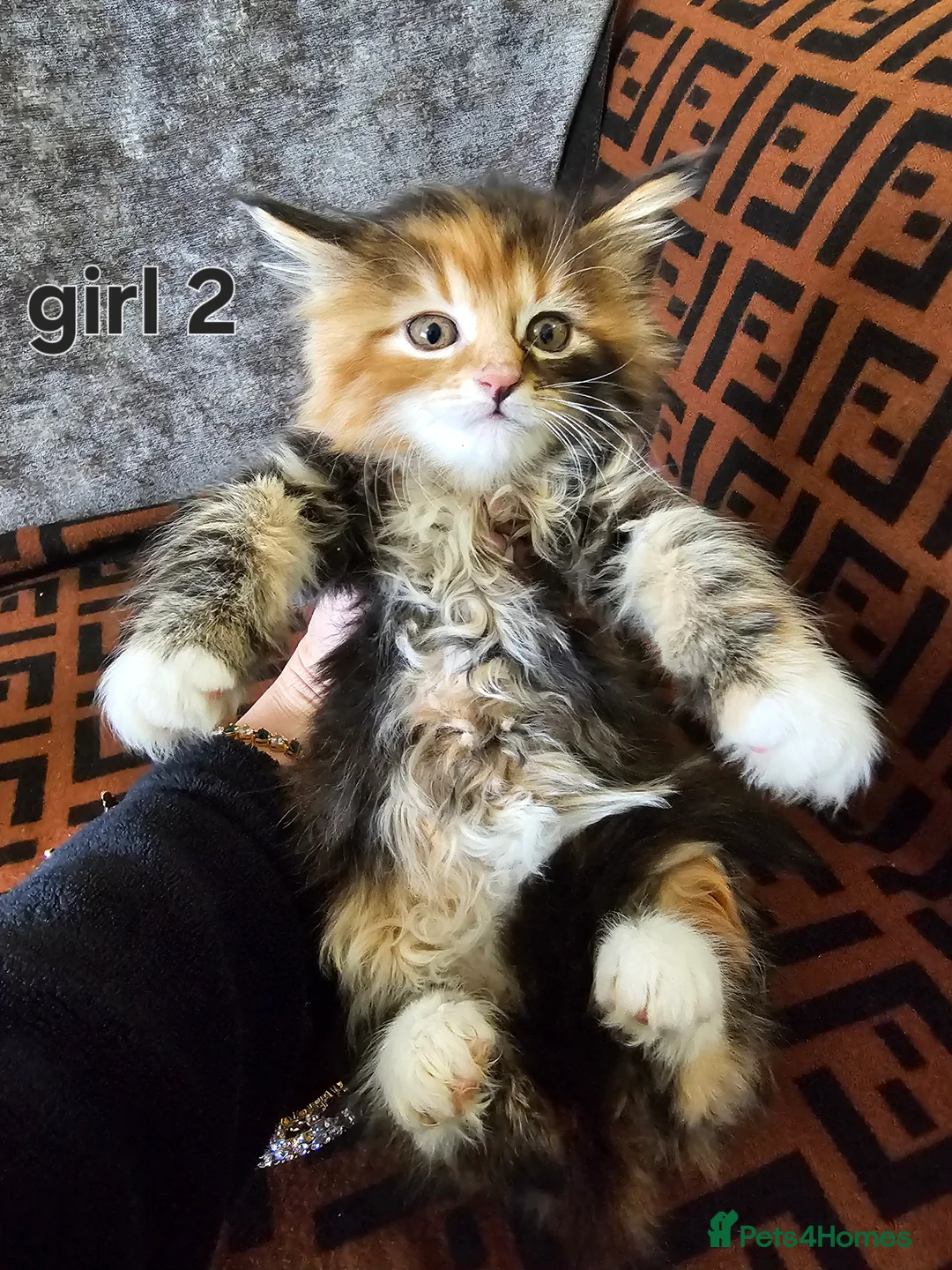 Maine Coon cats for sale:  Beautiful Siberian x Maine Coon Kittens Available - Advert 9