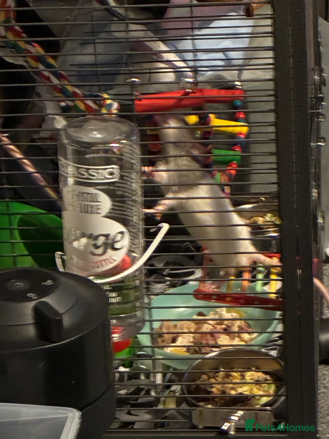 Rat rodents for sale: 2 x boys - Advert 5