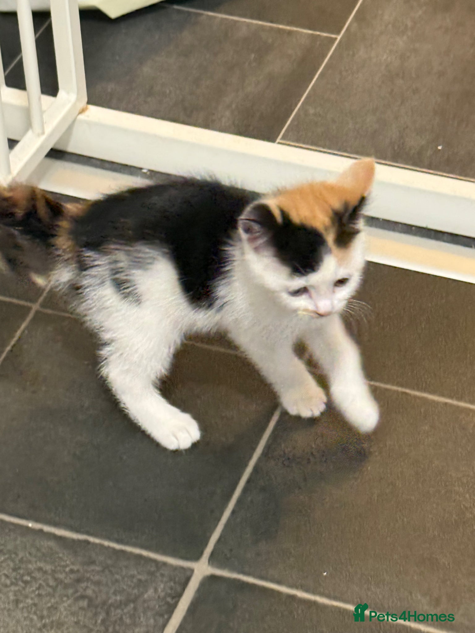 Mixed Breed cats Beautiful Calico Female Kitten Ready Now - Advert 18