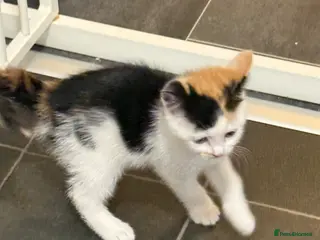Mixed Breed cats Beautiful Calico Female Kitten Ready Now - Advert 18