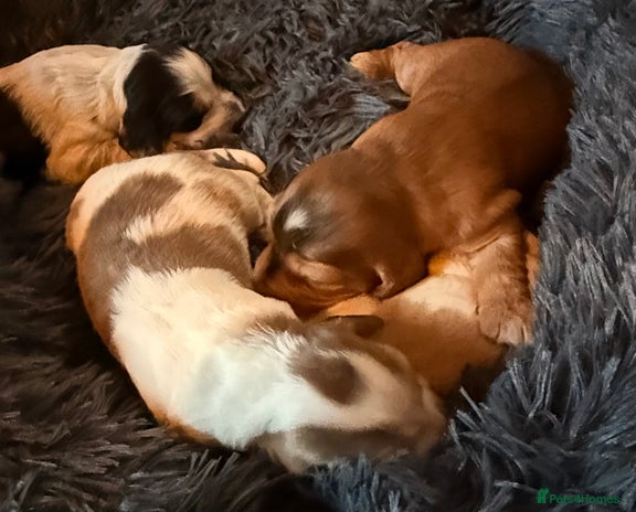 Cocker Spaniel dogs - Advert 15