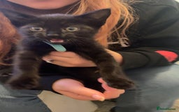 Mixed Breed cats for sale: 2 male kittens for sale  - Image 2