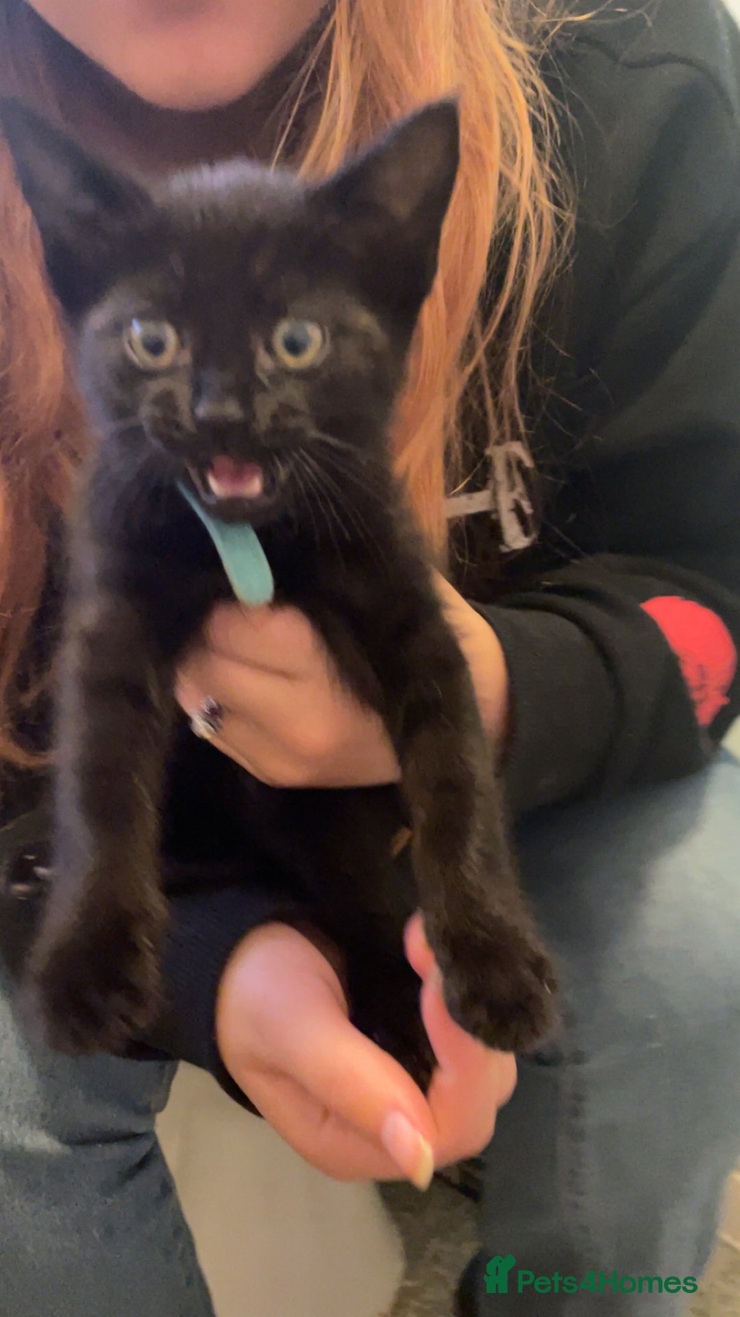 Mixed Breed cats for sale: 2 male kittens for sale  - Image 2