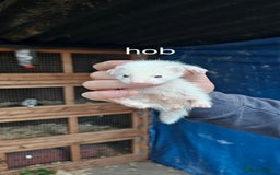 Ferret rodents for sale: Micro ferrets  - Image 3