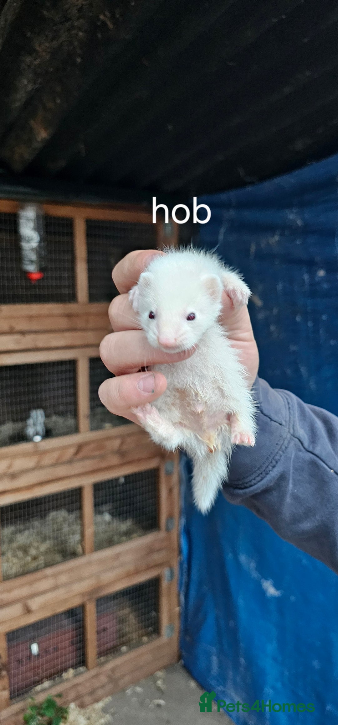 Ferret rodents for sale: Micro ferrets  - Image 3