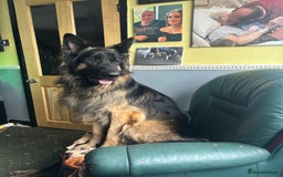 German Shepherd dogs for sale: German shepherd  - Image 15