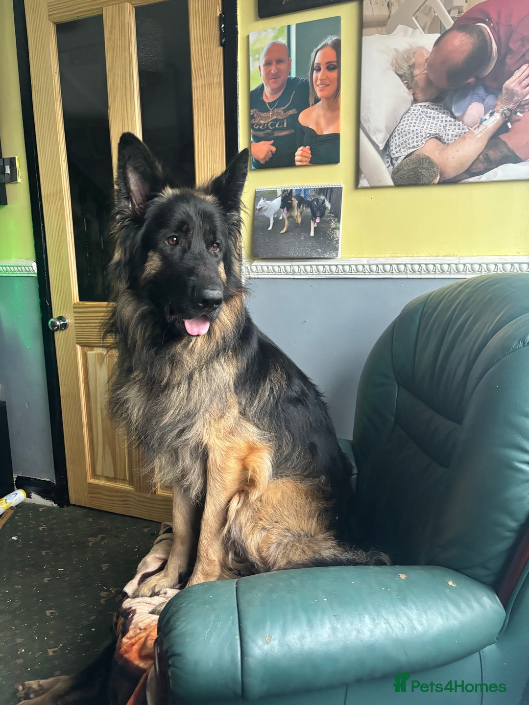 German Shepherd dogs for sale: German shepherd  - Image 15