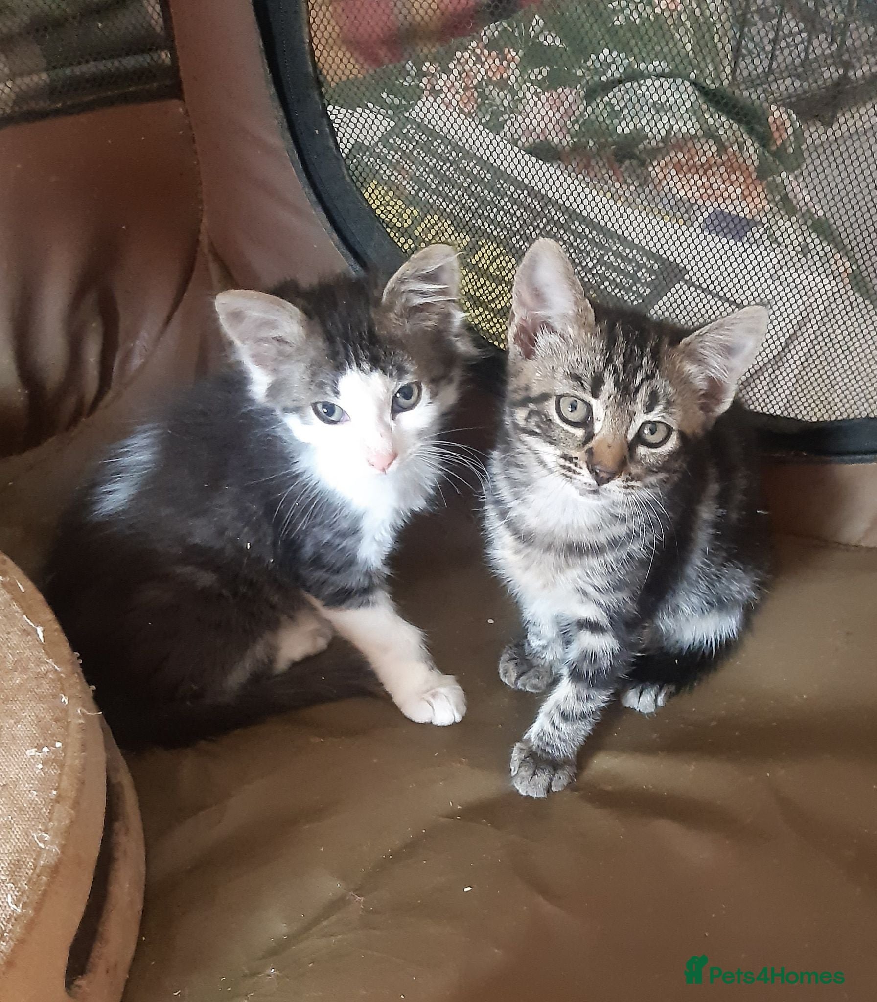 Mixed Breed cats Beautiful rescue kittens for adoption - Advert 1