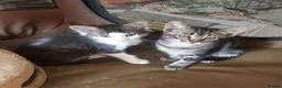 Mixed Breed cats for adoption: Beautiful rescue kittens for adoption - Advert 1