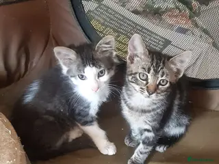 Mixed Breed cats Beautiful rescue kittens for adoption - Advert 1