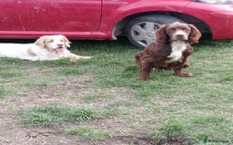 Mixed Breed dogs for sale: Beautiful Clumber spaniel x sprockers  - Image 24