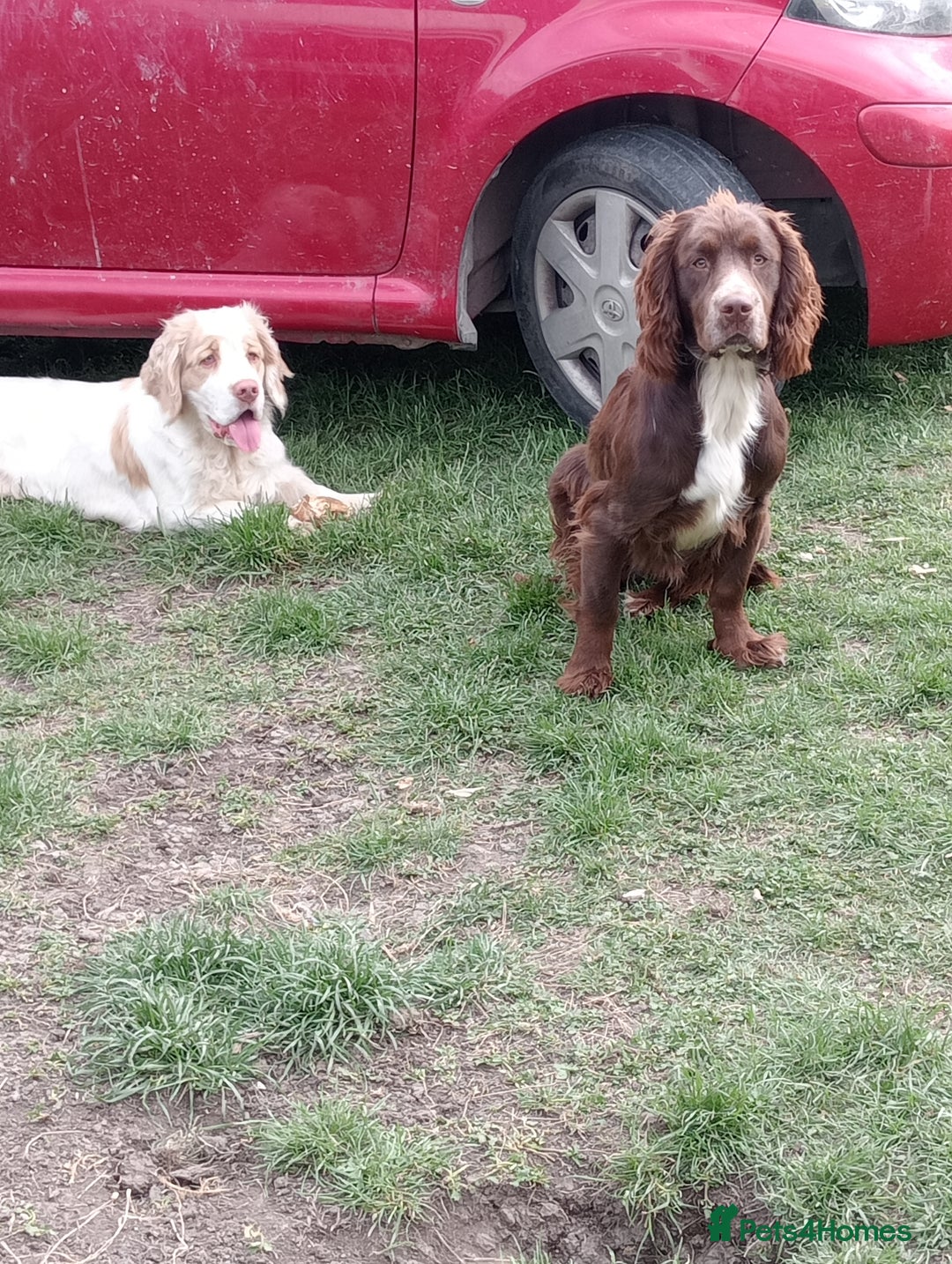 Mixed Breed dogs for sale: Beautiful Clumber spaniel x sprockers  - Image 24