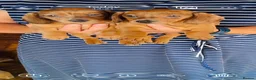 Dachshund dogs for sale: Stunning litter of dachshund pups  - Advert 13
