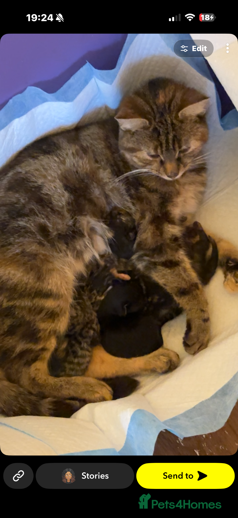 Mixed Breed cats 🐱 Beautiful Kittens Looking For Their Homes 🐱 - Advert 2