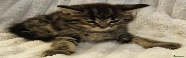 Maine Coon 3