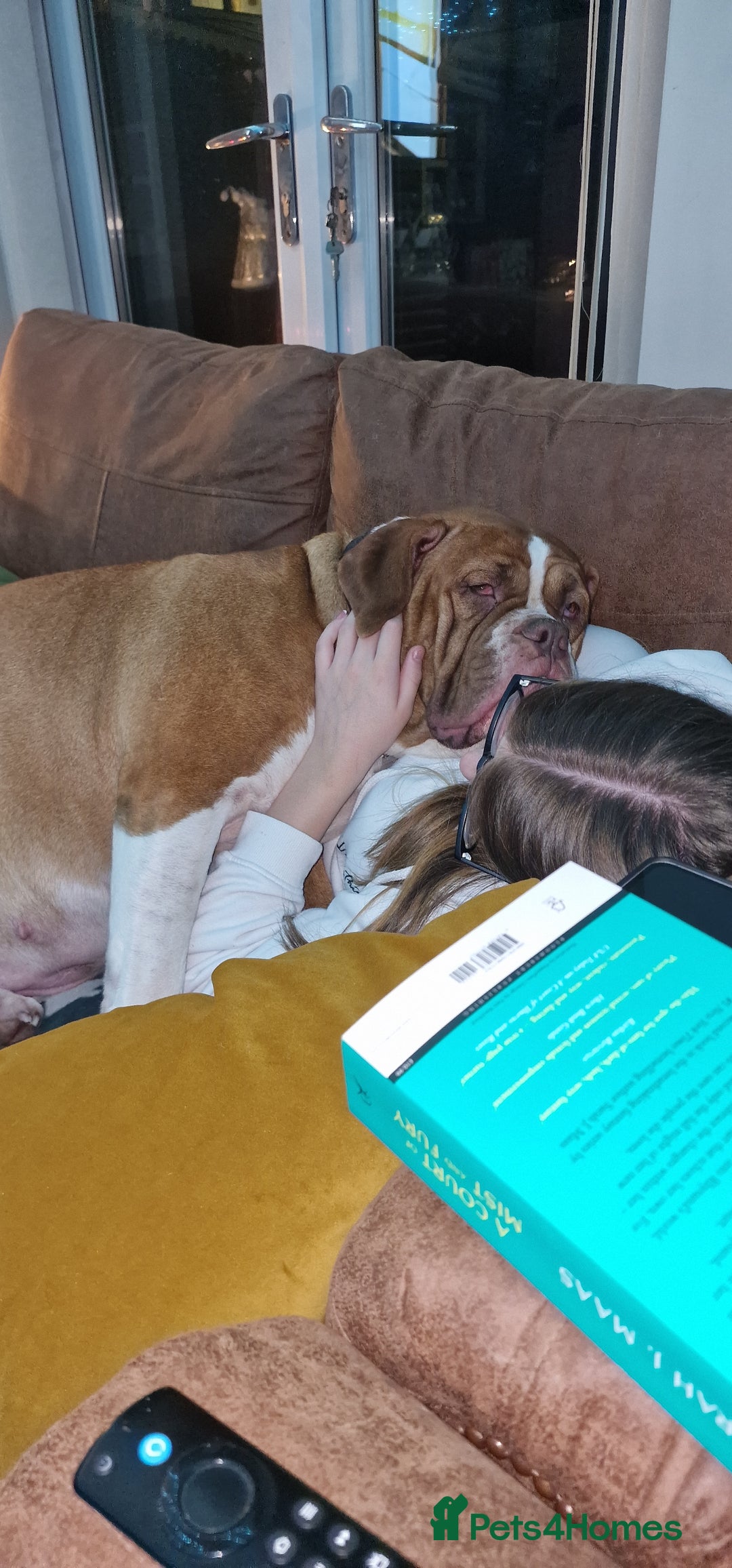 Mixed Breed dogs for sale: Khallesi  - Advert 2