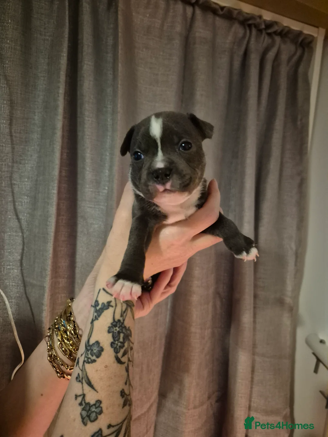 Staffordshire Bull Terrier dogs for sale: Blue Staffordshire Bull Terrier puppies  - Advert 13