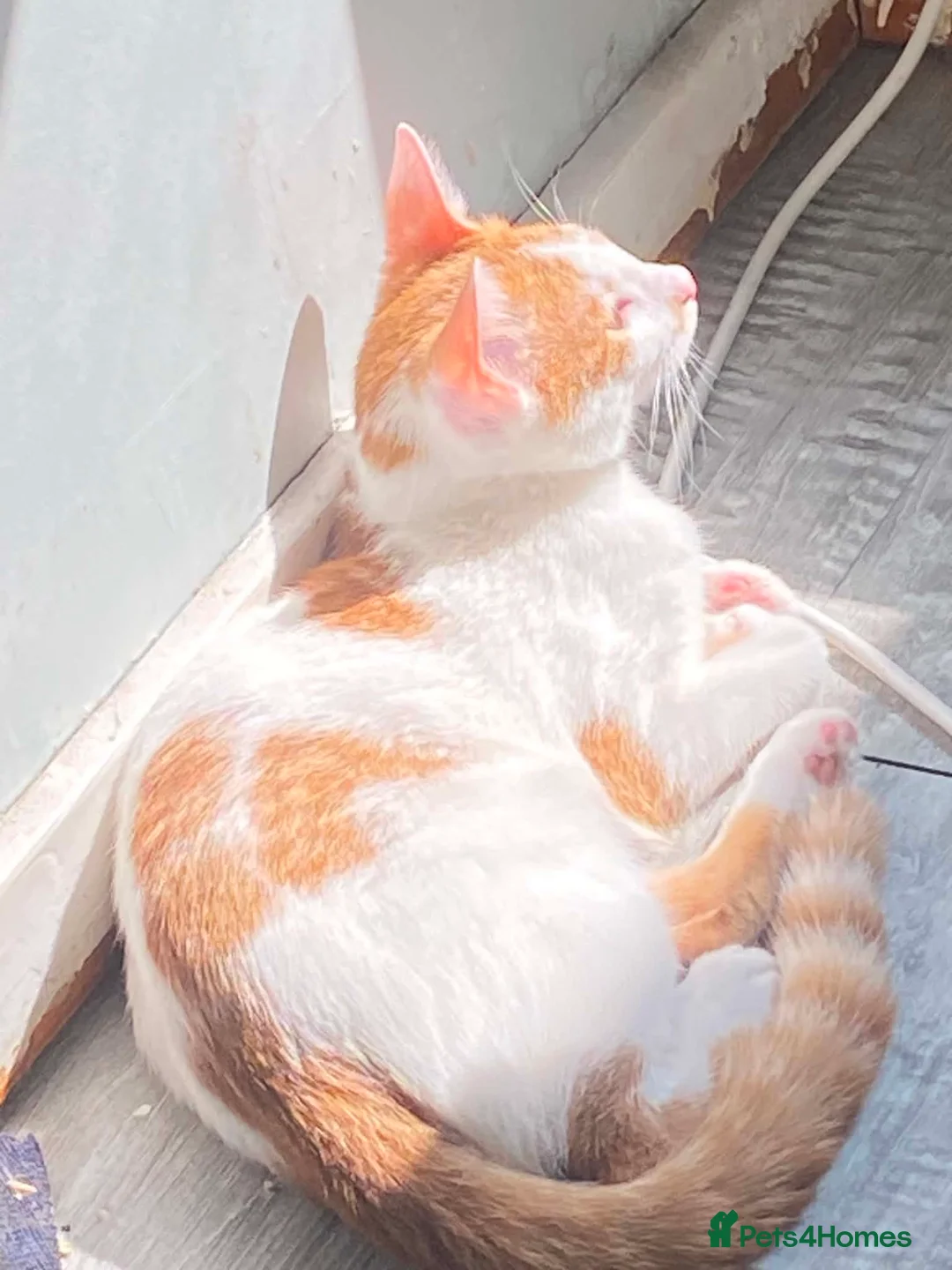 Mixed Breed cats for sale: Beautiful boy for sale - Advert 2