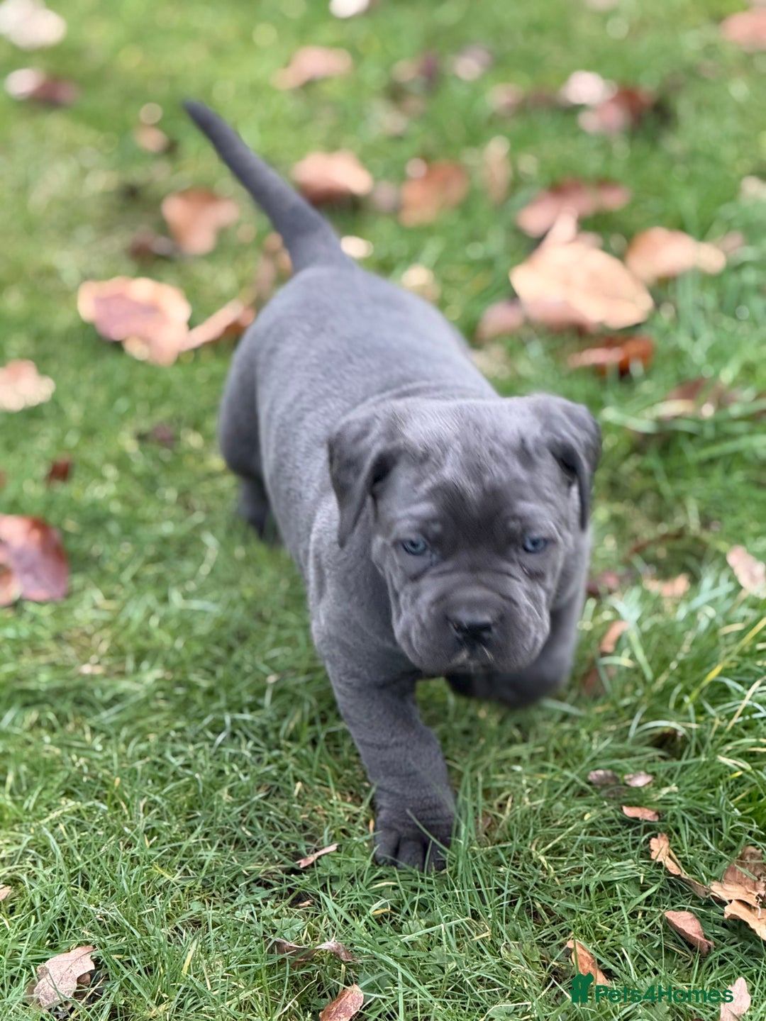 Cane Corso dogs for sale: Cane corso puppy’s  - Advert 5