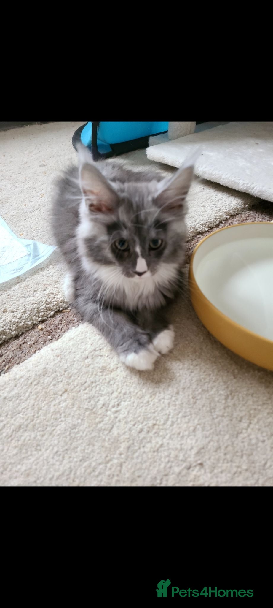 Maine Coon cats Fluffy, friendly pedigree maine coon kittens  - Advert 2