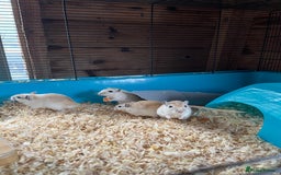 Gerbil rodents for sale: adult & baby gerbils for sale - Image 2