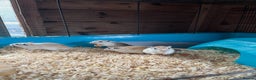Gerbil rodents for sale: adult & baby gerbils for sale - Advert 2