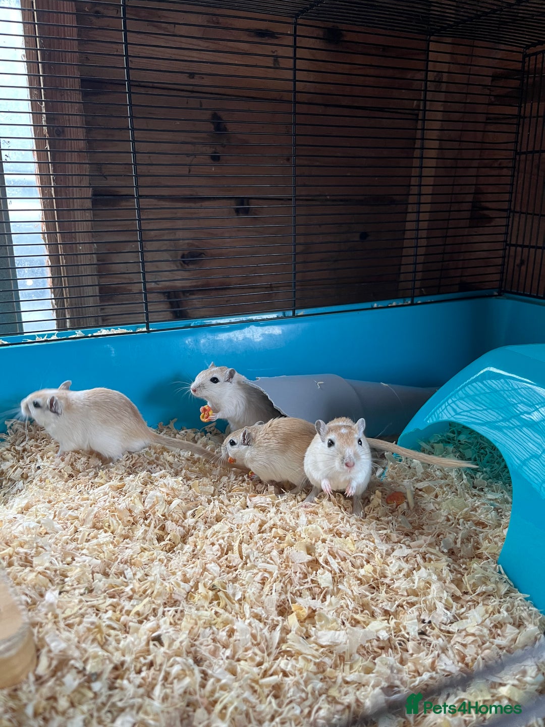 Gerbil rodents for sale: adult & baby gerbils for sale - Image 2