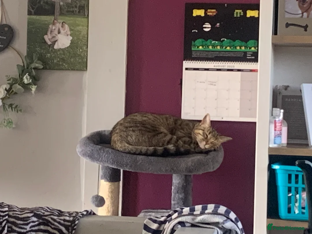 Mixed Breed cats for sale: Iggy  - Advert 2