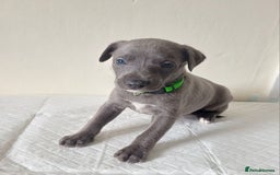 Whippet dogs for sale:  WHIPPET BABY'S (not kc reg) - Image 10