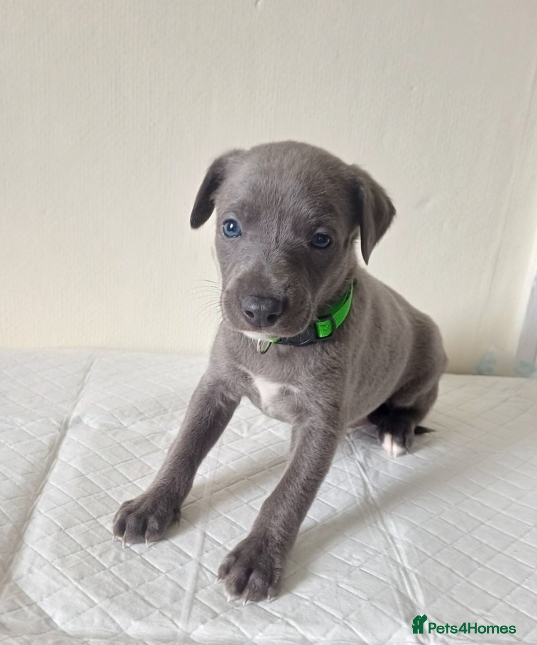 Whippet dogs for sale:  WHIPPET BABY'S (not kc reg) - Image 10