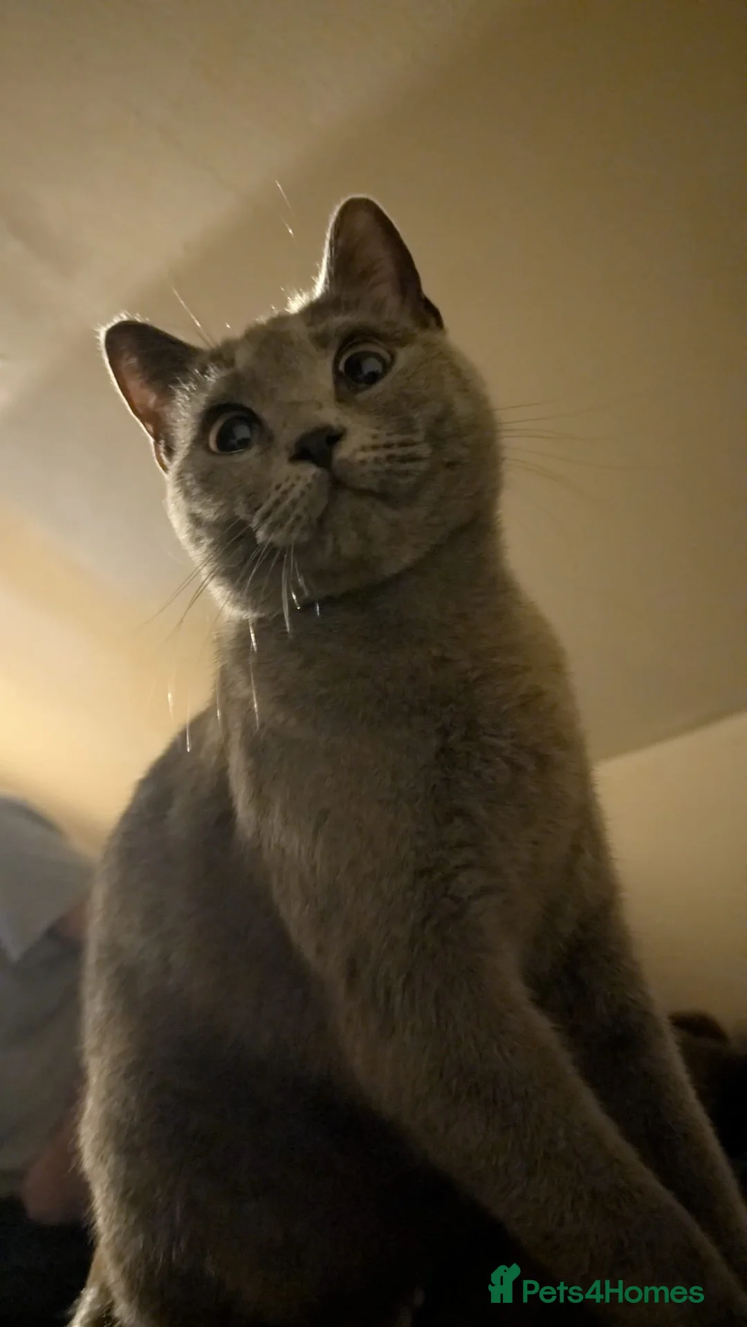 Mixed Breed cats for sale: Beautiful Friendly Grey Female Cat - Sophie in Peterborough - Advert 2