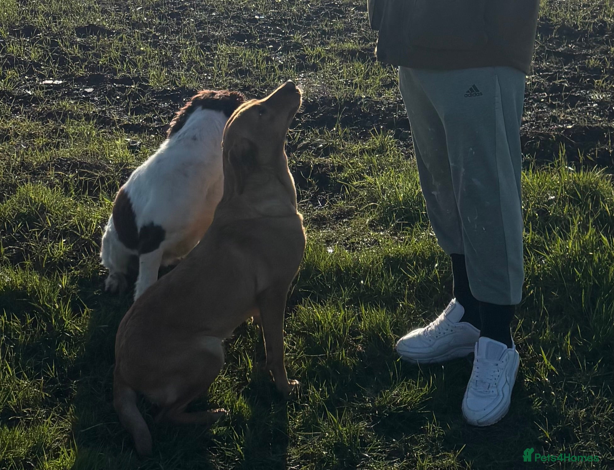 Labrador Retriever dogs Kc reg Labrador bitch - Advert 1