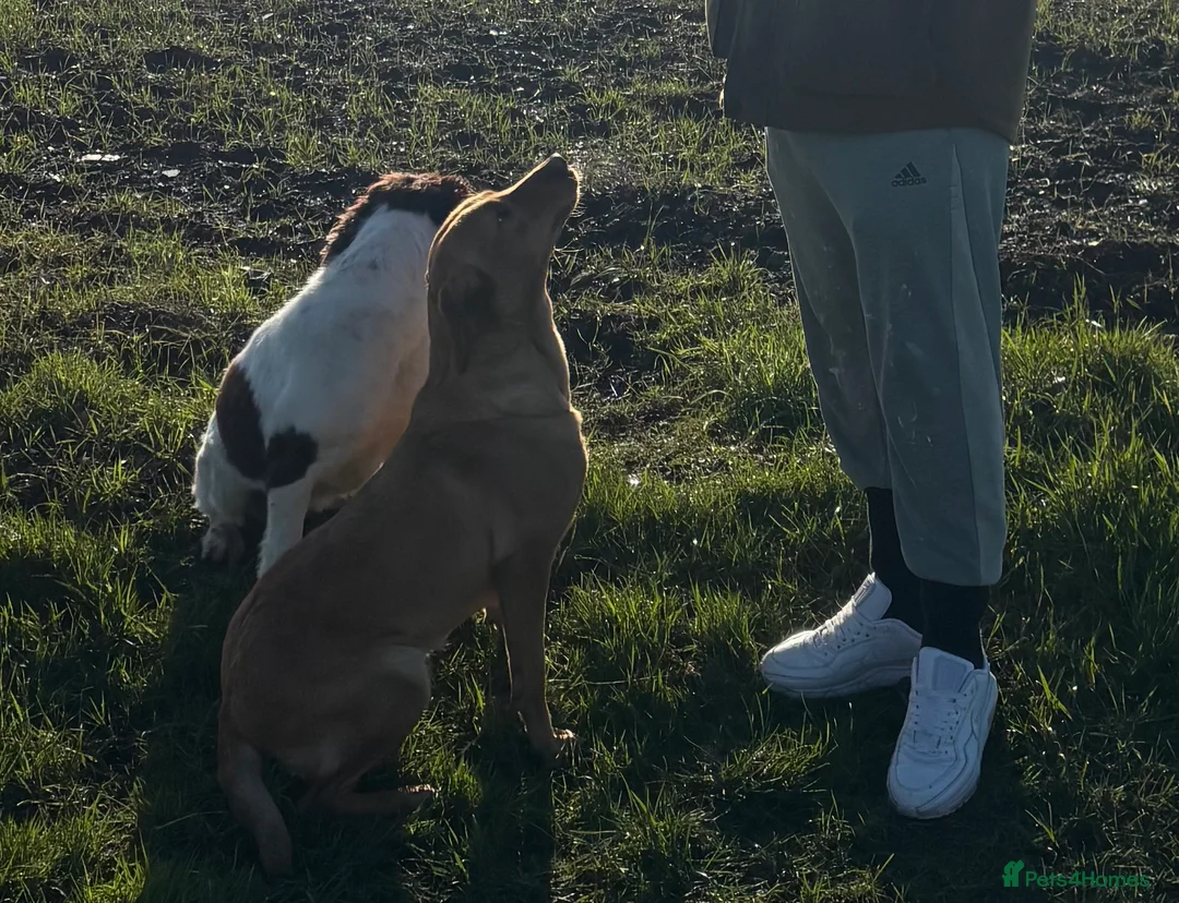 Labrador Retriever dogs for sale: Kc reg Labrador bitch - Advert 1