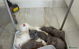 British Shorthair cats for sale: Blue British Shorthair GCCF - Image 4